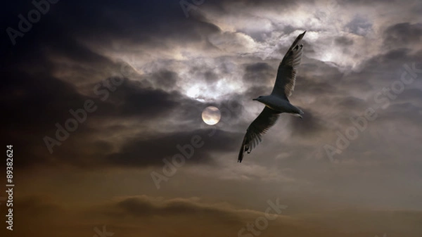 Obraz In flight seagull at sunset