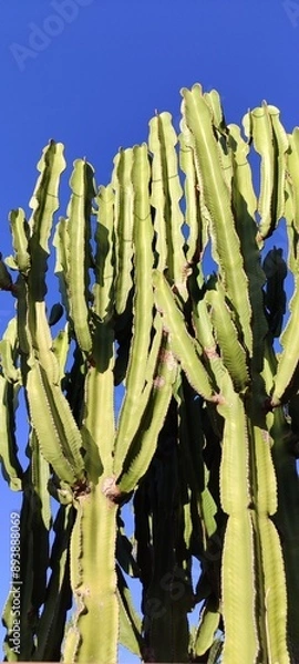 Obraz Cactus en  été 