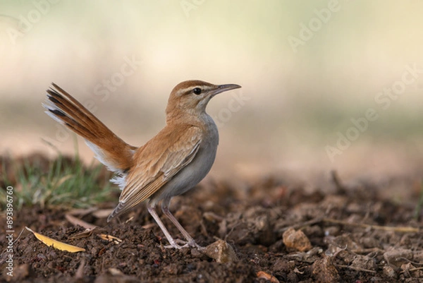 Obraz Close-up shot of Rufous-tailed Scrub Robin (Cercotrichas galactotes)