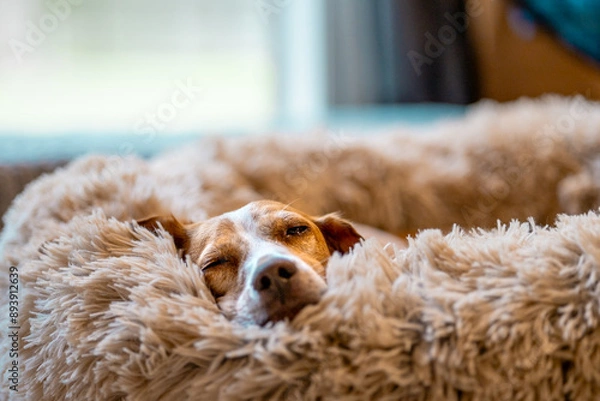 Obraz sleepy beagle in fluffy bed	, warm home atmosphere	

