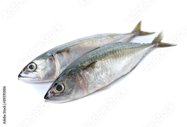 Obraz fresh whole round indian mackerel on white background