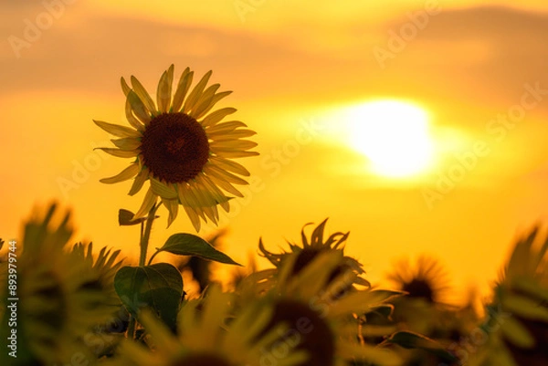 Obraz 夕日とひまわり