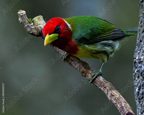Fototapeta A curious and enquiring Red-Headed Barbet in the montane forests of Ecuador. 