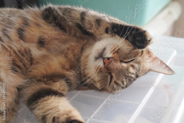 Obraz 眠るキジトラ