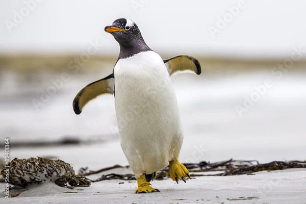 Obraz Gentoo Penguin (Pygoscelis Papua) chodzący z rozłożonymi skrzydłami. Fal
