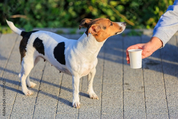 Fototapeta The concept of giving a dog something to drink in the heat. Caring for animals. Pet portrait with selective focus