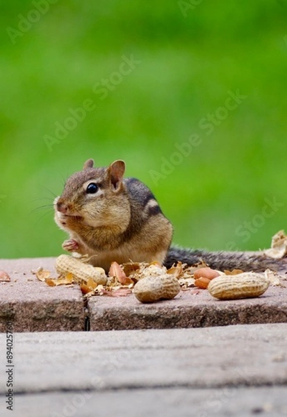 Obraz Chipmunk eating peanuts in summer 