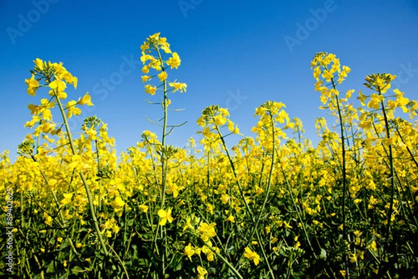 Fototapeta Canola