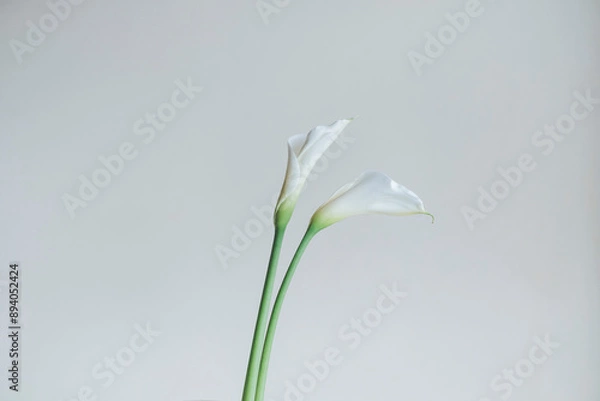 Obraz 白のカラー