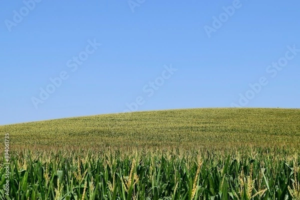 Obraz Cornfield blue sky
