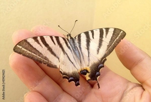 Fototapeta farfalla su mano