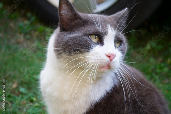 Obraz White and grey cat