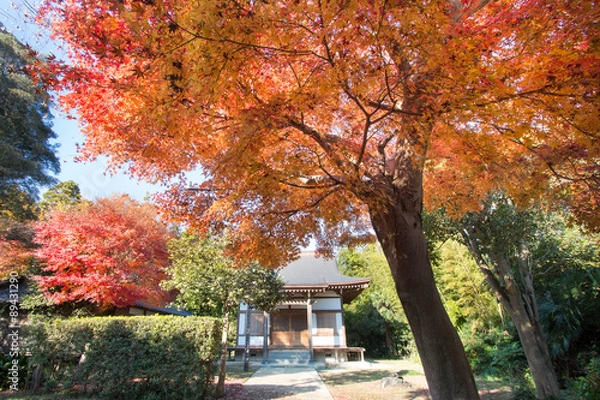 Obraz 黄葉するカエデ