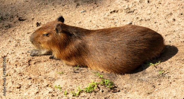 Fototapeta Capybara basks in the sun