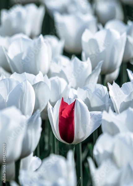 Fototapeta Artistic Virus Markings on Tulips