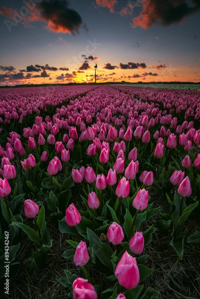 Fototapeta Golden Hour in Tulip Fields