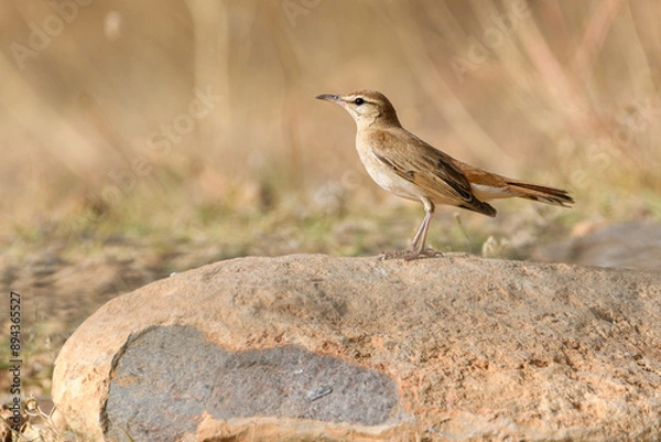Fototapeta Close-up shot of Rufous-tailed Scrub Robin (Cercotrichas galactotes)