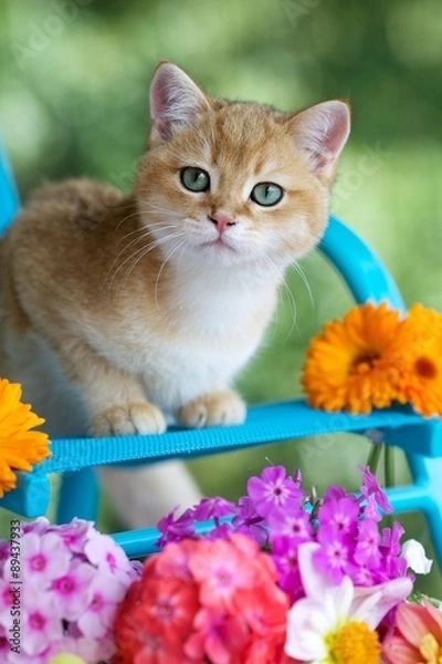 Obraz Британский золотой котенок сидит на голубом кресле