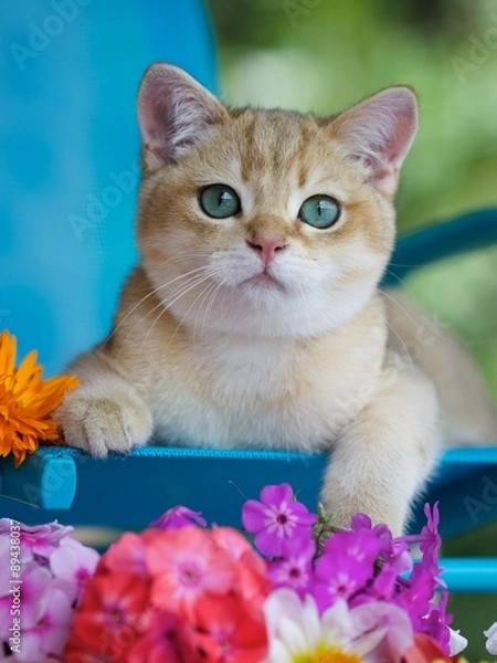 Fototapeta Рыжий котенок с цветами летом