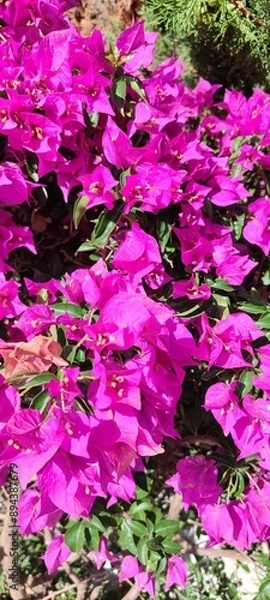 Obraz Bougainvilliers 