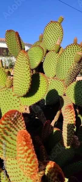 Obraz cactus 