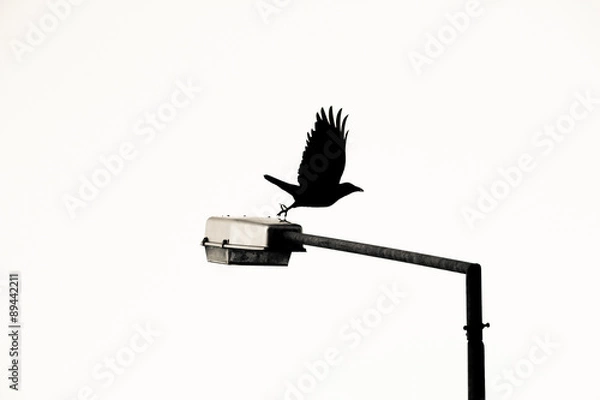 Obraz Black Bird Fly