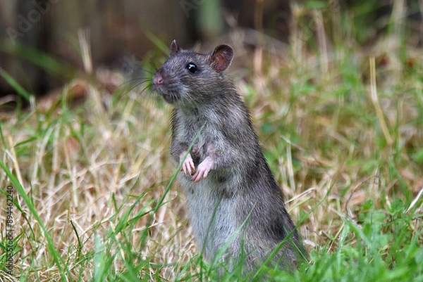 Obraz junge Ratte im Garten sucht Futter