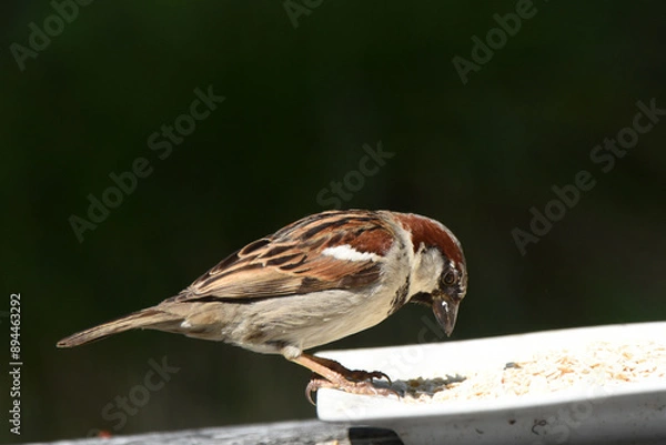 Obraz Sperling an Futterplatz