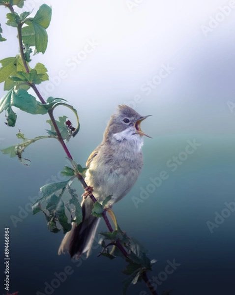 Fototapeta Greater reed warbler on a branch