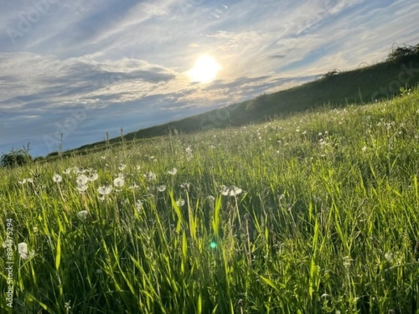 Obraz grass and sky