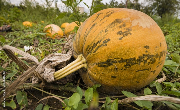 Fototapeta Kürbis am Feld