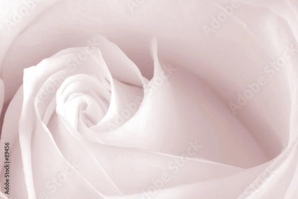 Fototapeta różowa róża