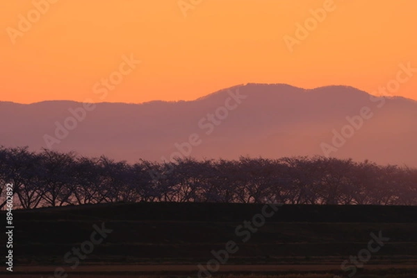 Obraz 岩手県奥州市前沢区　満開の桜並木