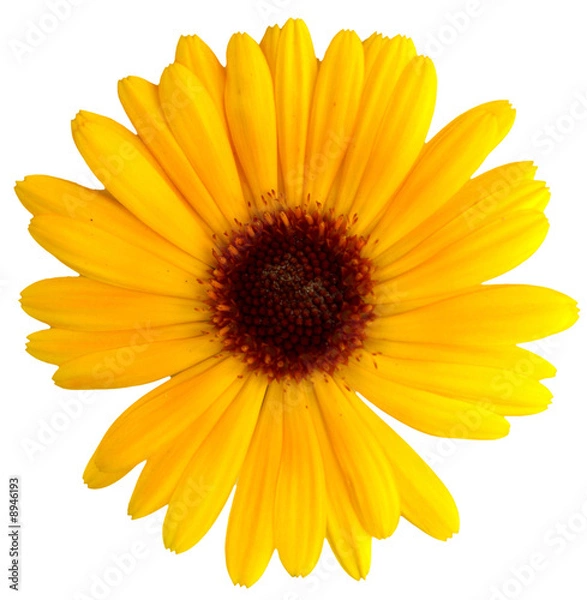Obraz yellow flower calendula on white background