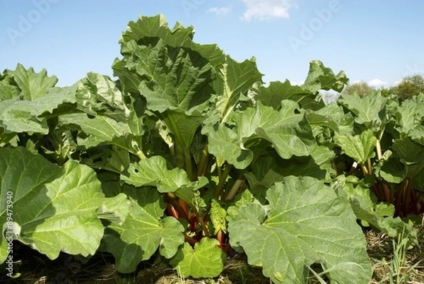 Obraz Rhubarb in the field