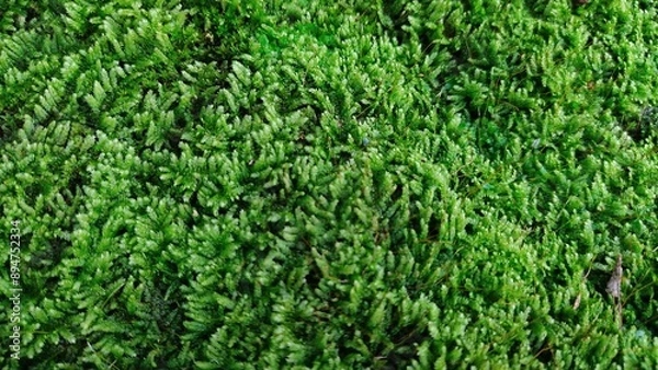 Fototapeta green grass background