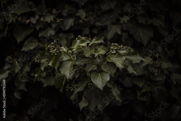 Obraz Dark background with ivy