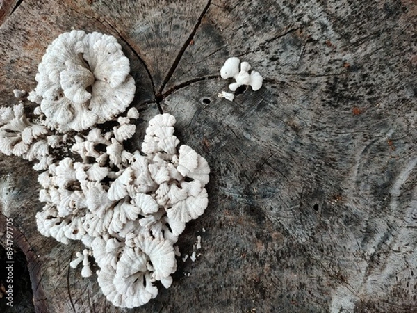 Obraz mushrooms in the snow