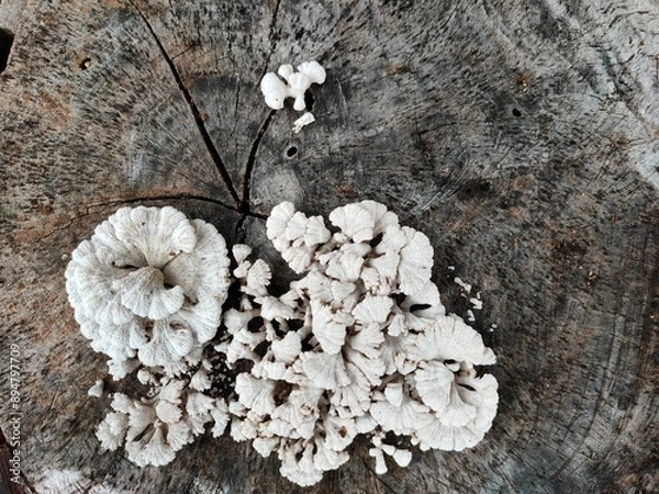 Obraz lichen on tree bark