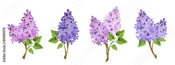 Obraz Lilac flowers. Set of lilac branches with pink and purple flowers isolated on a white background. Vector illustrations