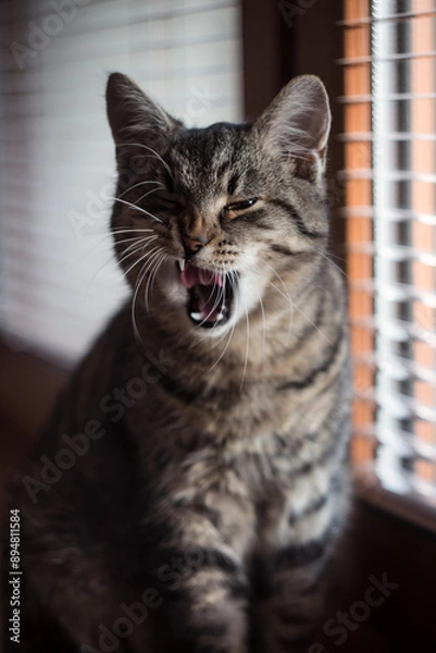 Obraz Cat yawning