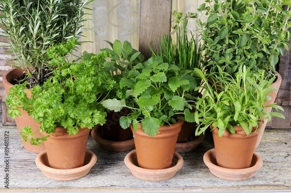 Fototapeta Various herbs in pots on window sill