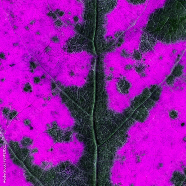 Obraz Purple and black background with leaf texture