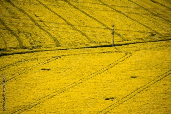 Fototapeta Yellow rapeseed field