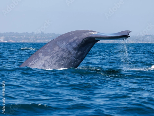 Obraz Blue Whale Fluke
