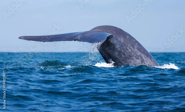 Obraz Blue Whale Fluke