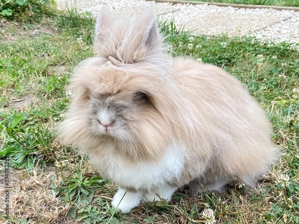 Obraz white rabbit on grass