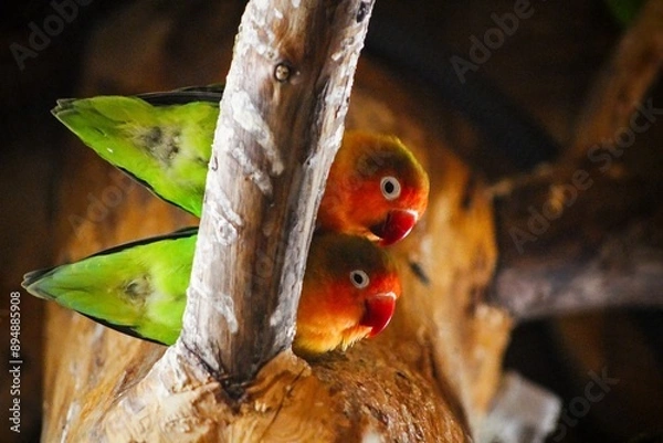 Obraz Lovebird couple