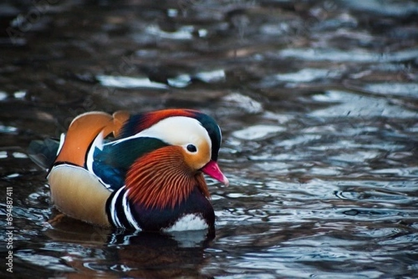 Fototapeta Mandarin duck swimming in the river