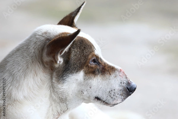 Fototapeta  close-up of dog's head with visible scar on the bridge of its nose